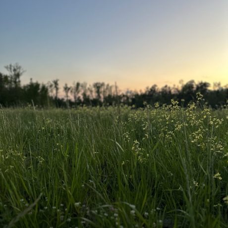 Nice view of the natural landscape at Hat Creek RV Park in Cottondale, FL