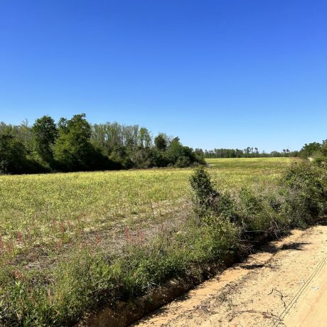 Nice view of the natural landscape at Hat Creek RV Park in Cottondale, FL